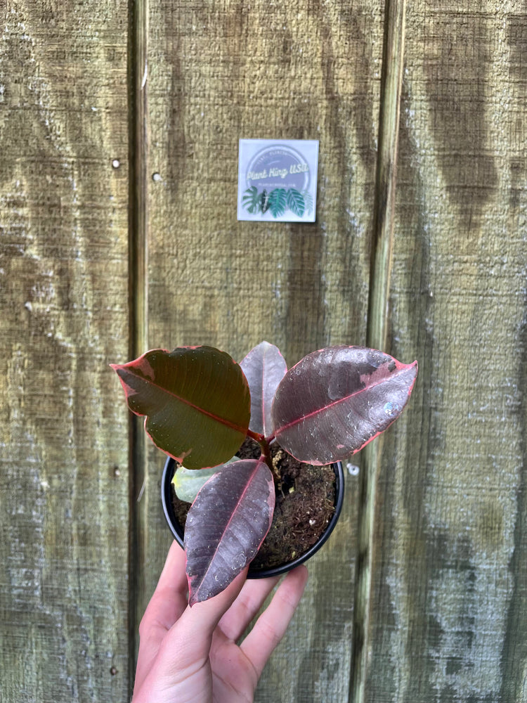 4” Ruby Rubber Tree