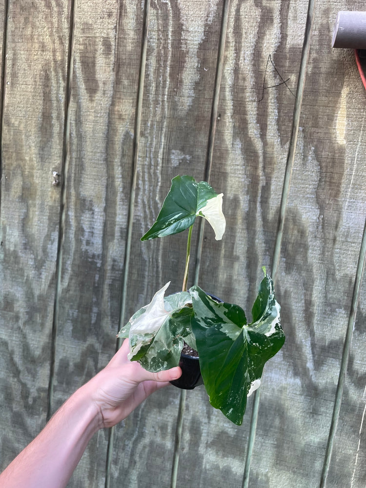 4” Syngonium Albo