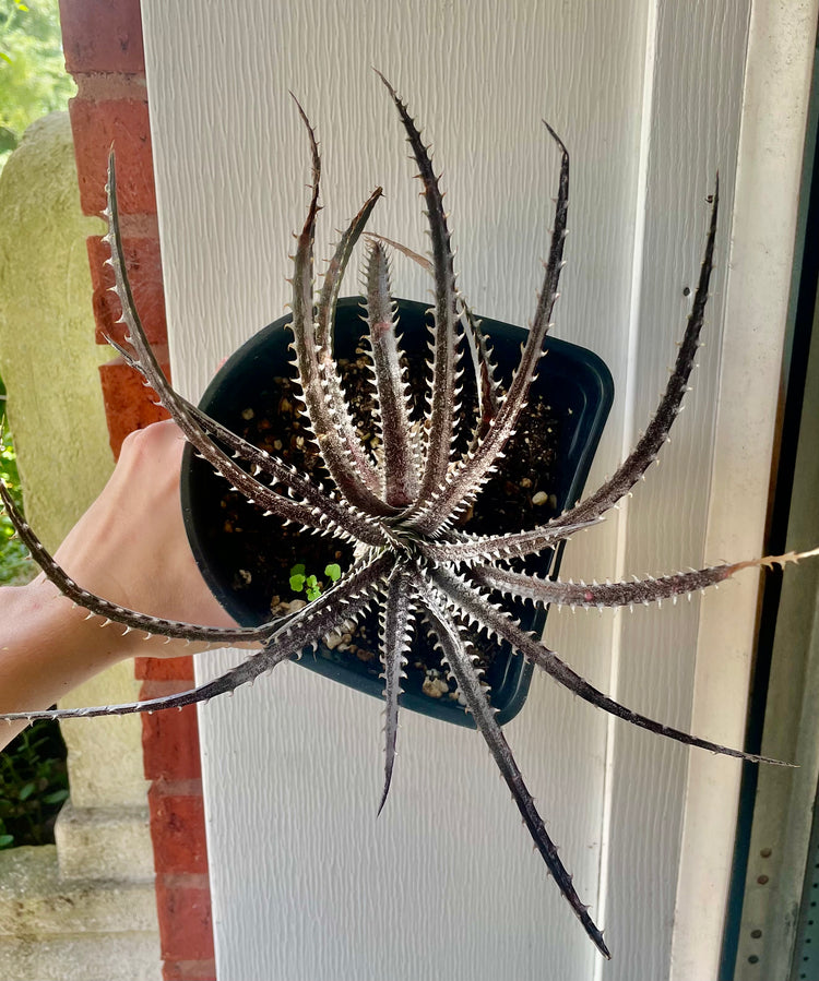 5” Dyckia SP.