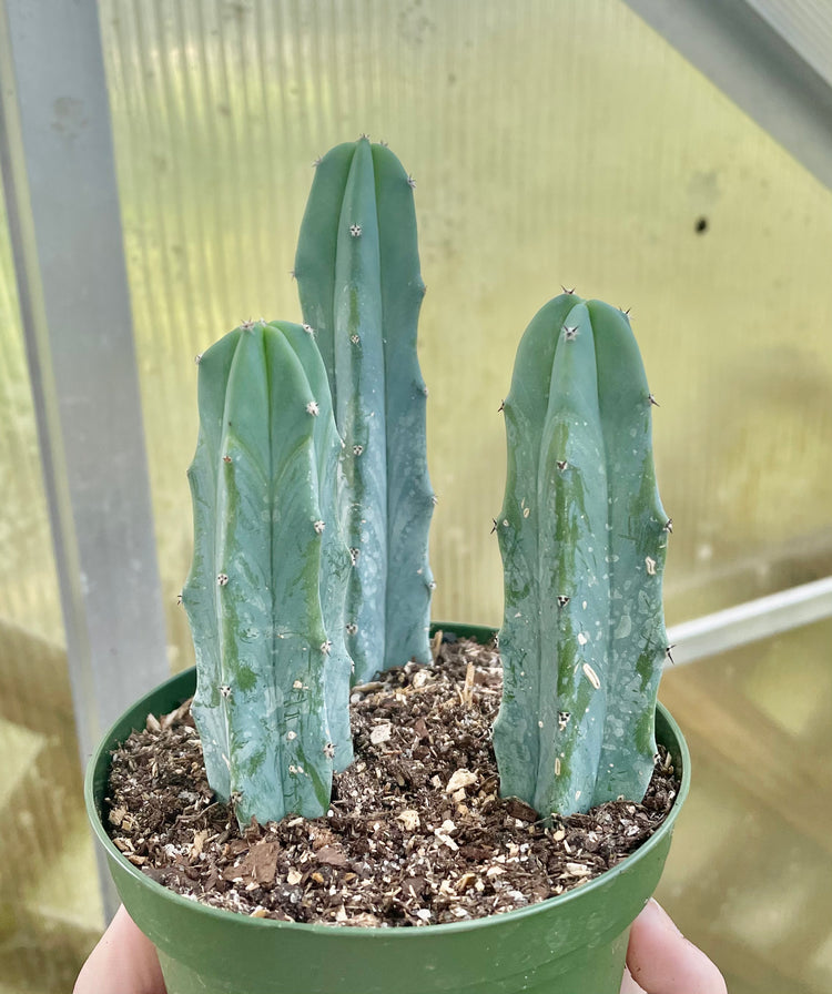 4” Blue Candle Cactus - Cacti