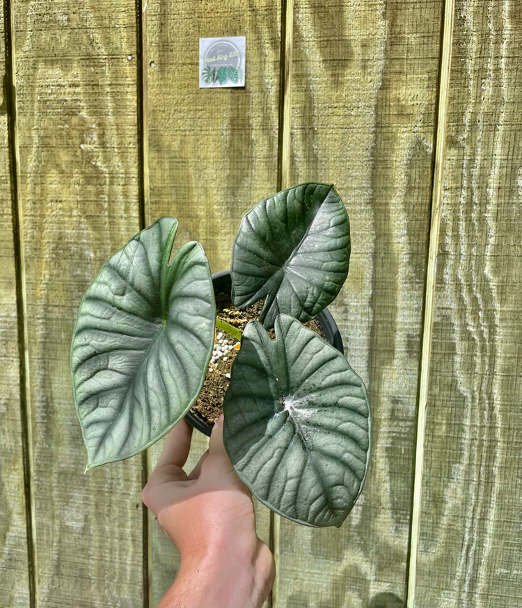 6” Alocasia ‘Nebula’