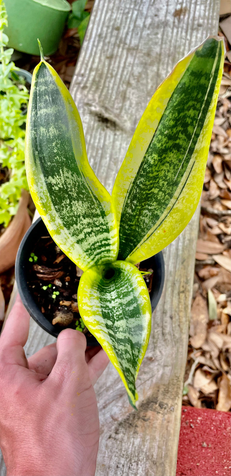 4” Yellow Gold Sansevieria- Houseplant/ succulent