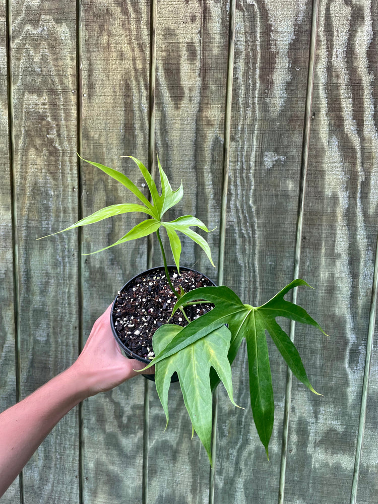 6” Anthurium Fingers