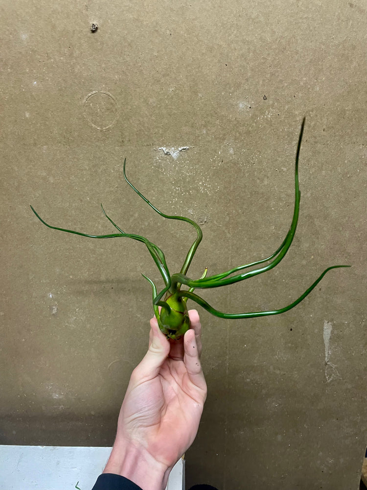 Rare Tillandsia bulbosa "Belize"