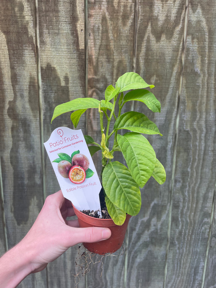 4” Passion Fruit