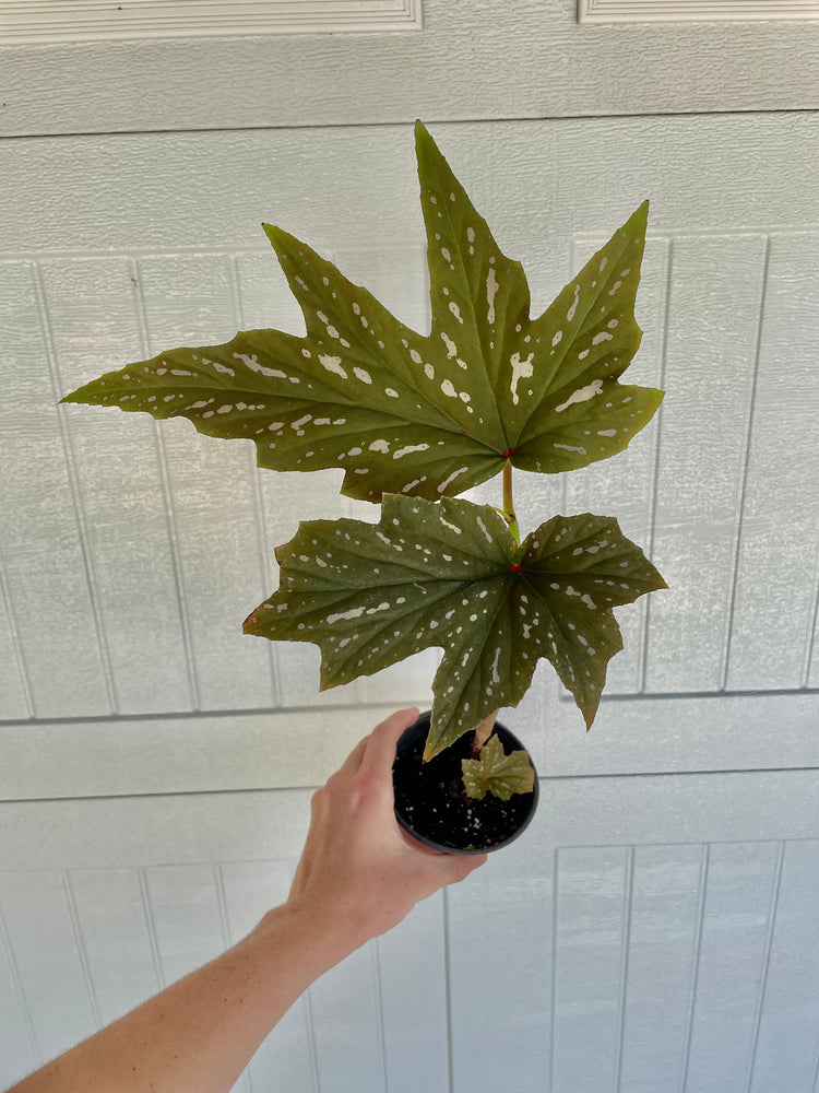 4” Angel Begonia