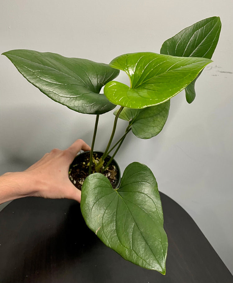 4” Anthurium Lentii (Complimentary Aroid Mix) - Houseplant