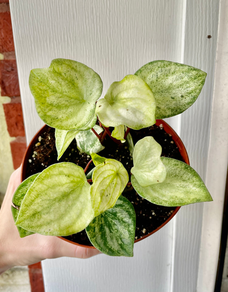 6” Premium Watermelon Peperomia Variegata ‘B’