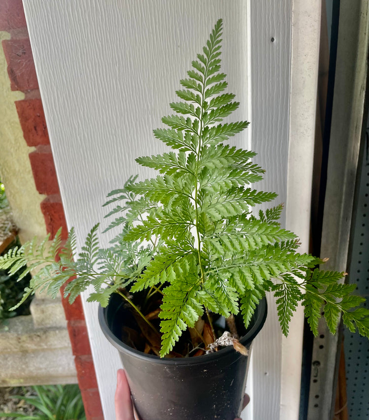 4” Rabbit Foot Fern