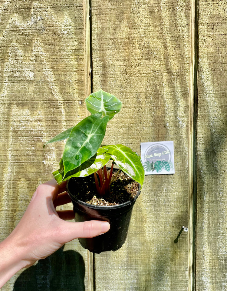 4” Alocasia Pink Dragon