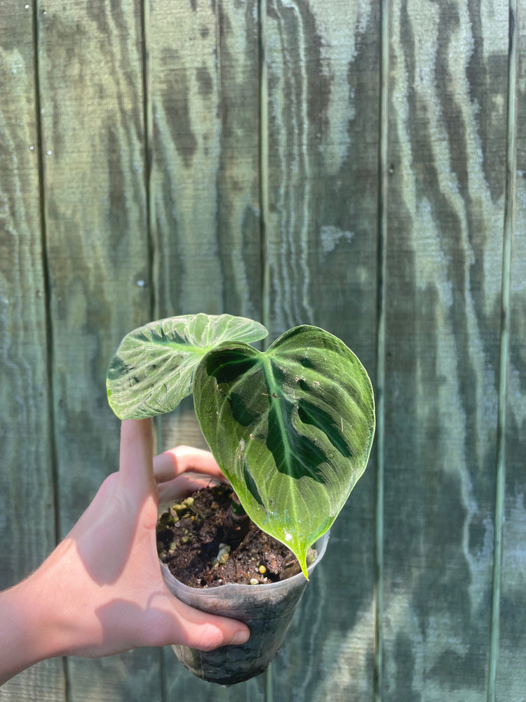 4” Philodendron El Choco