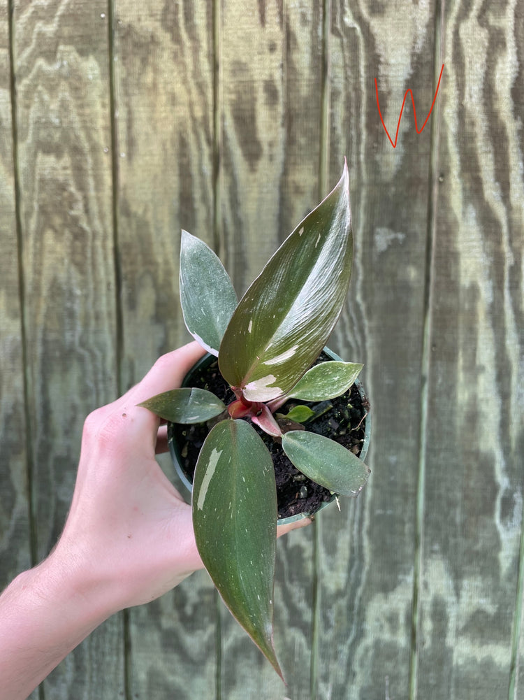 4” Pink Princess ‘W’