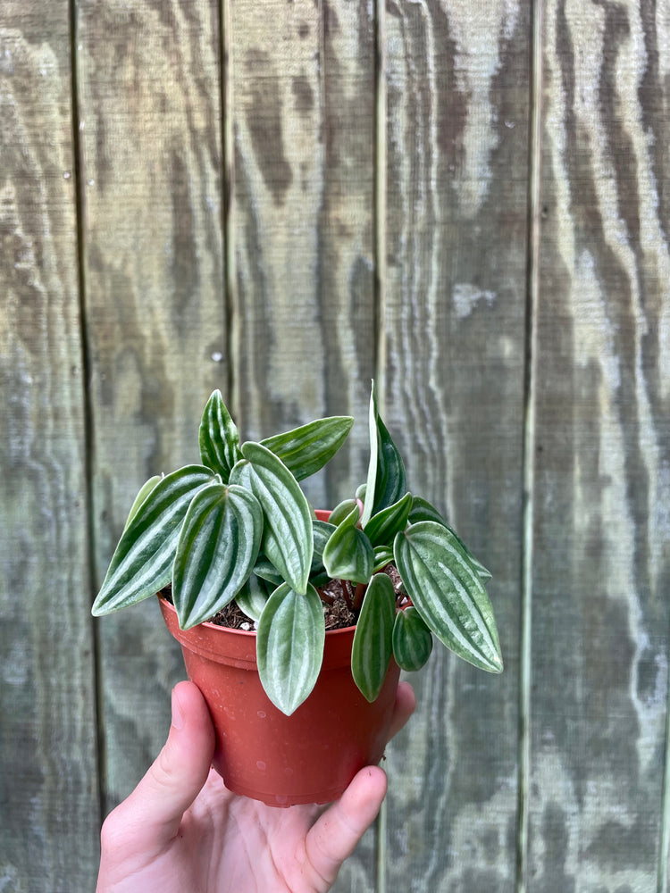 4” Peperomia Mini Watermelon