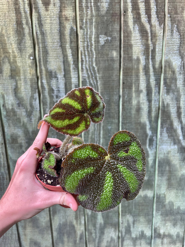 4” Begonia Variegata