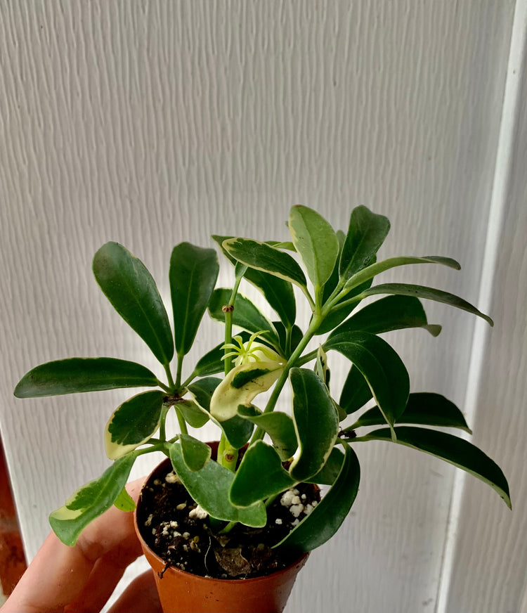Variegated Dwarf Umbrella Tree- Houseplant