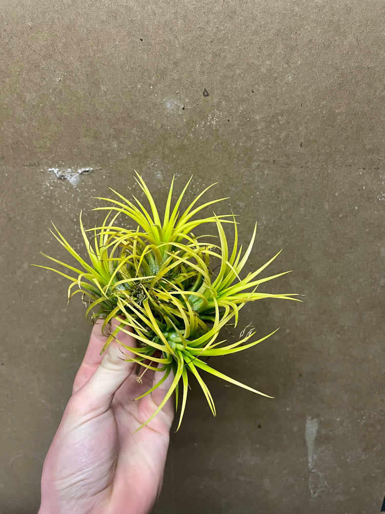 Tillandsia ionantha 'druid' (1 or clump)