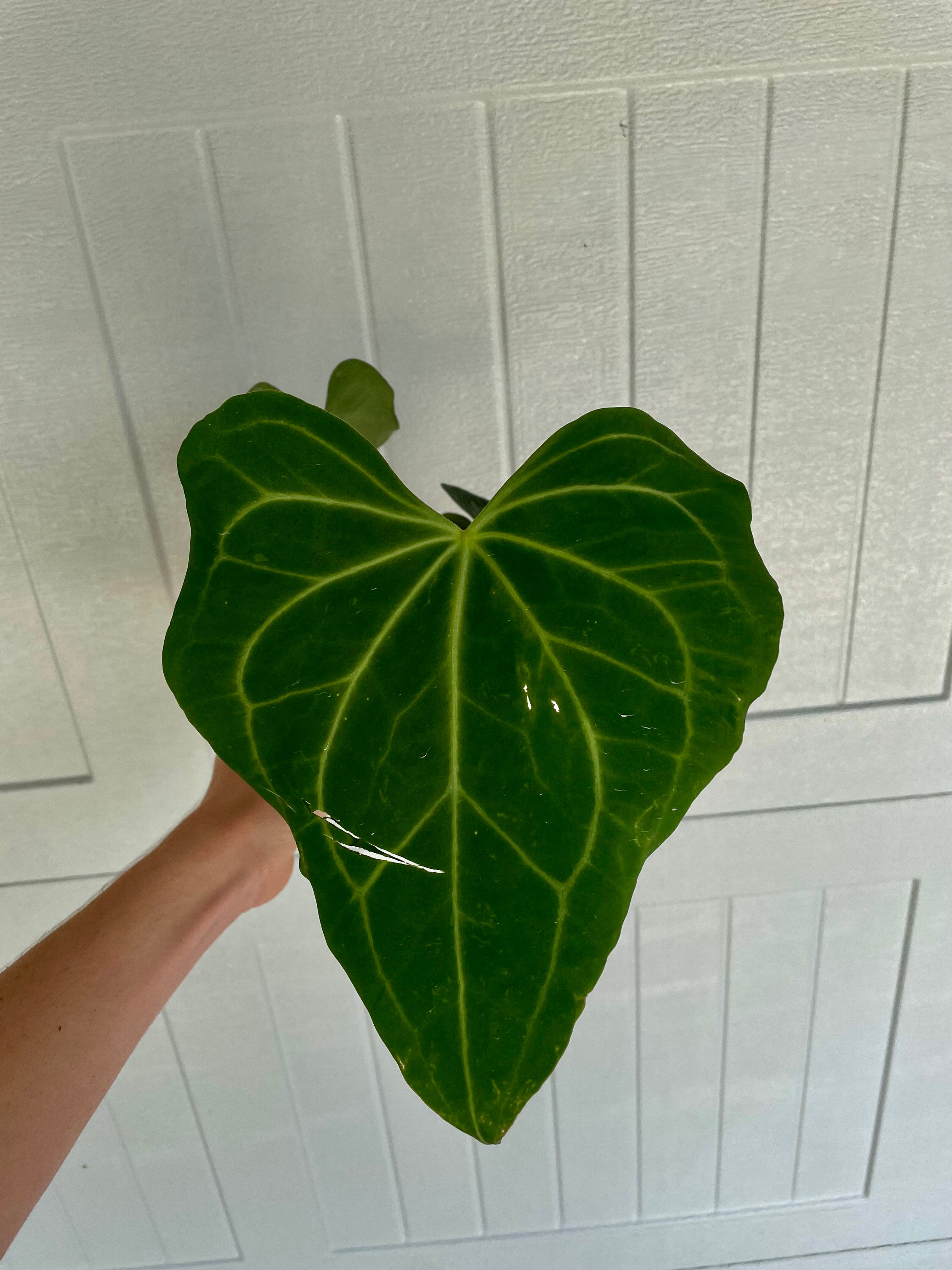 4” Anthurium Clarinervium x Pterodactyl