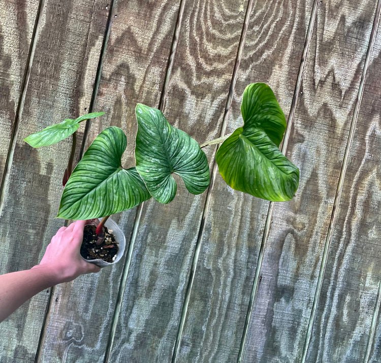 5” Philodendron Mamei