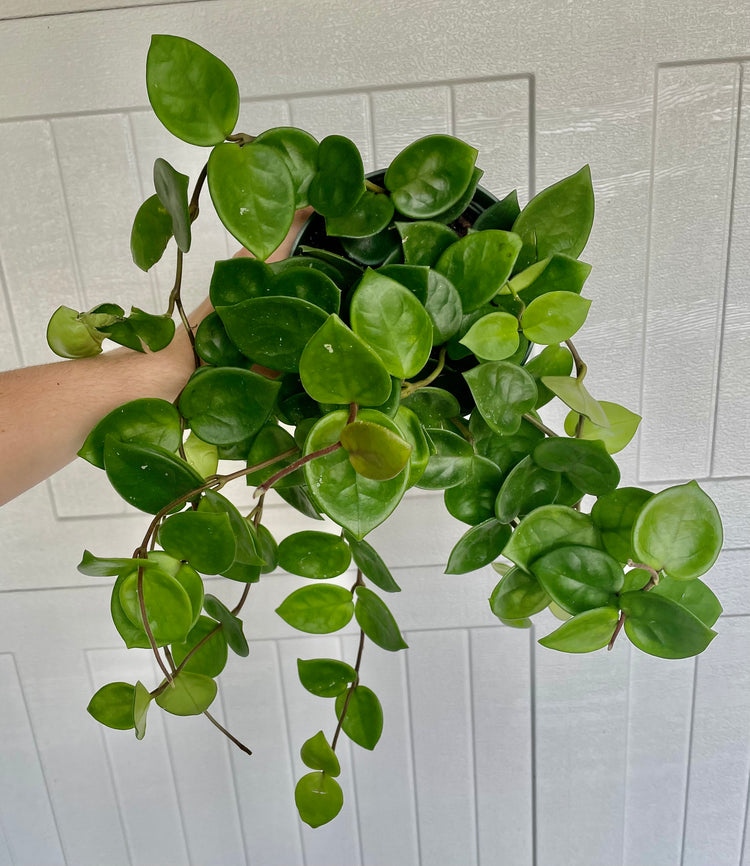 6” FULL Hoya Chelsea