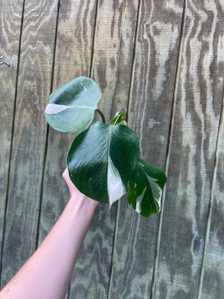 4” Philo White Knight