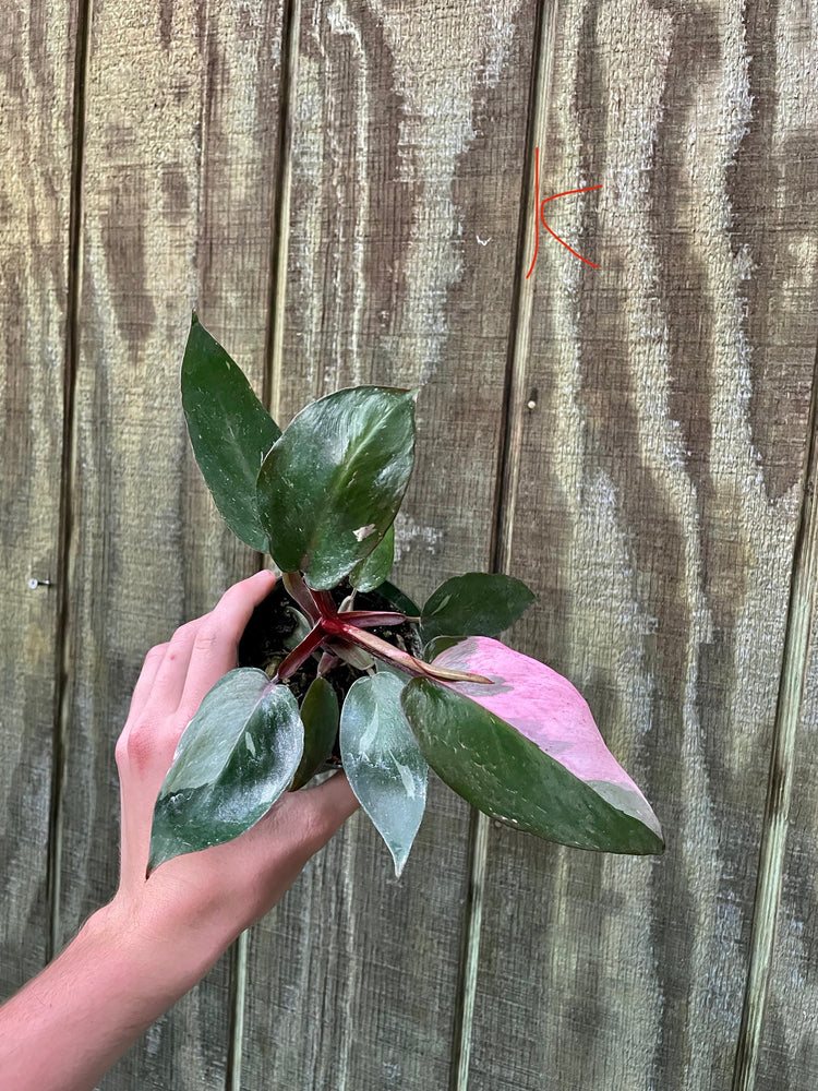 4” Pink Princess ‘K’