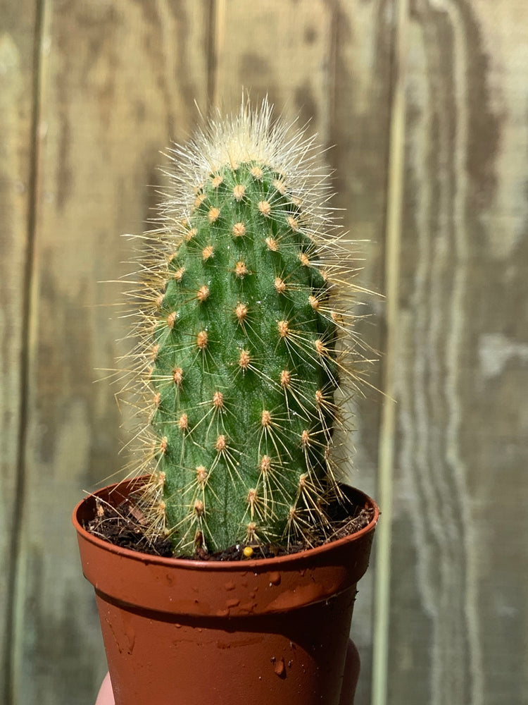 Cleistocactus