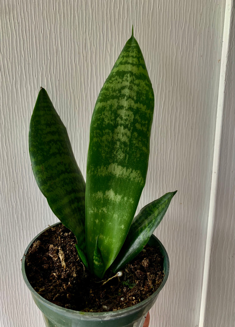 Sansevieria Emerald