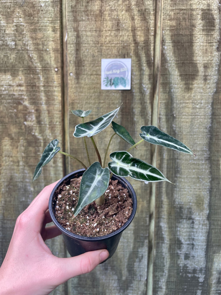 4” Alocasia Bambino