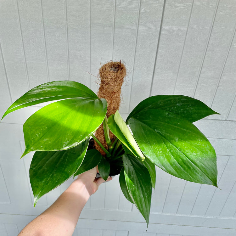 6” Decursiva on Moss Pole- Houseplant