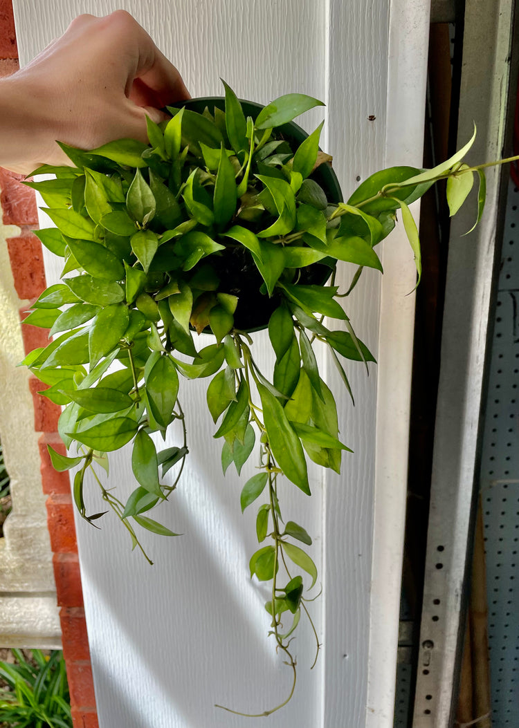6” Hoya Lacunosa - Houseplant