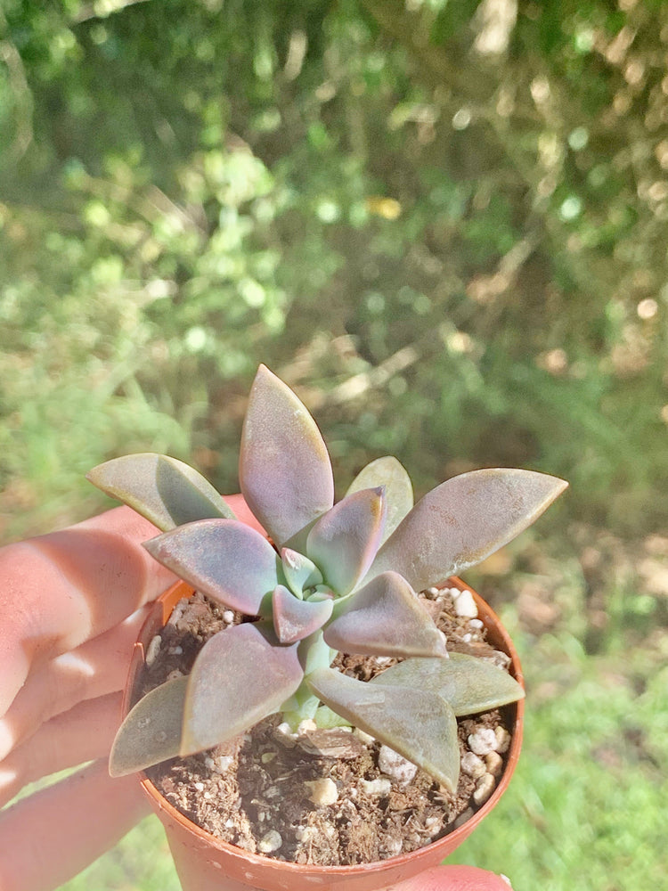 White Ghost Echeveria