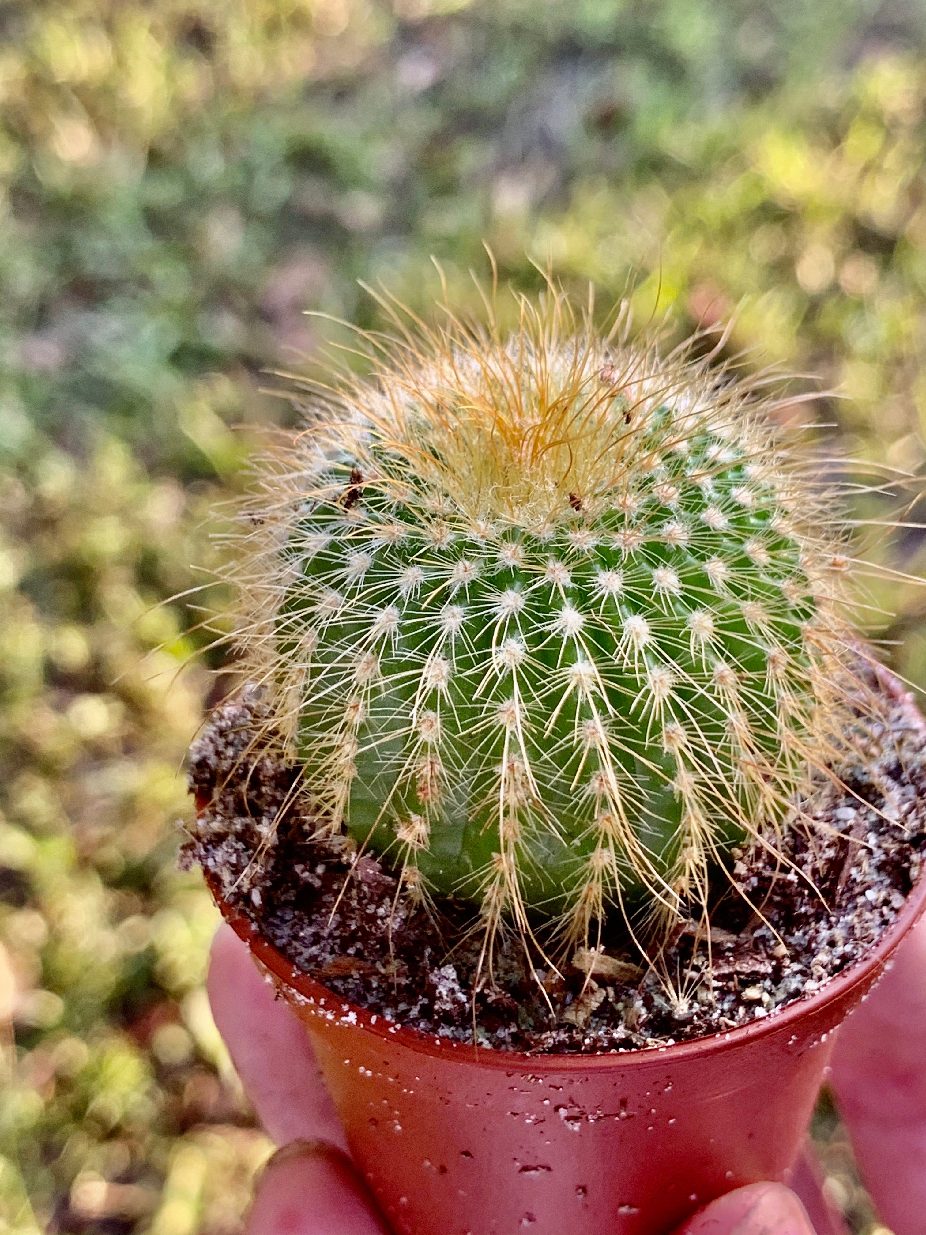 Golden Barrel (Echinocactus Grusonii)