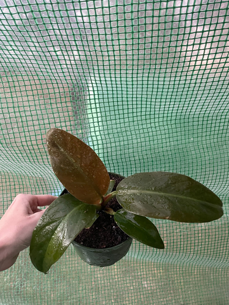 6” Philo ‘Cardinal’