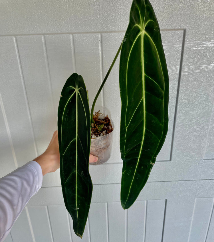 5” Anthurium Warocqueanum