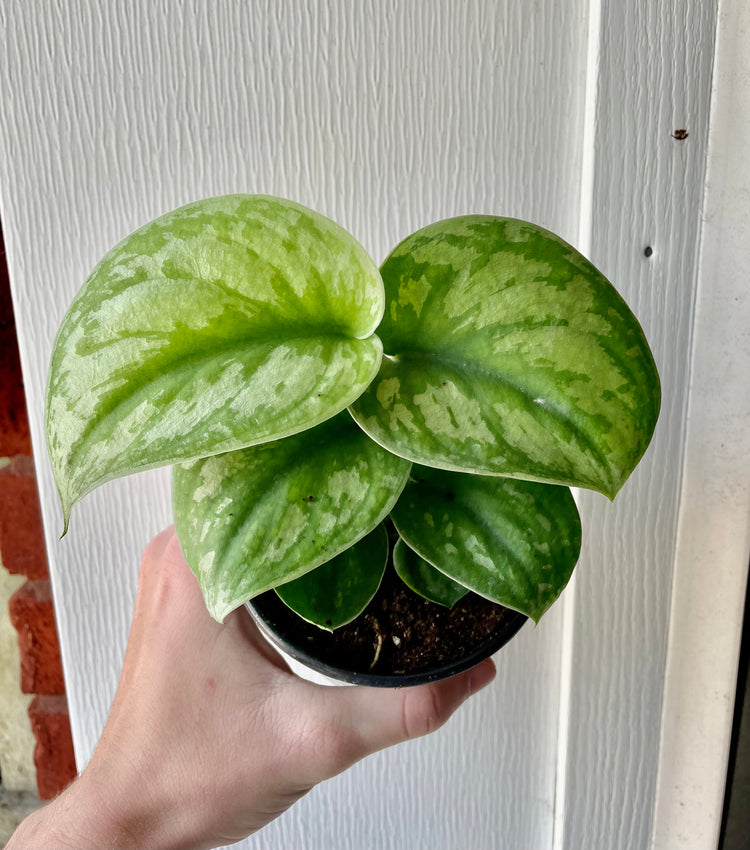 4” Scindapsus Exotica
