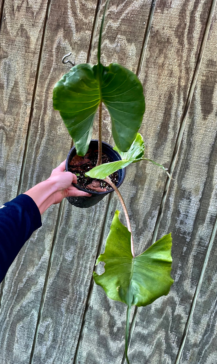 6” Alocasia Stingray