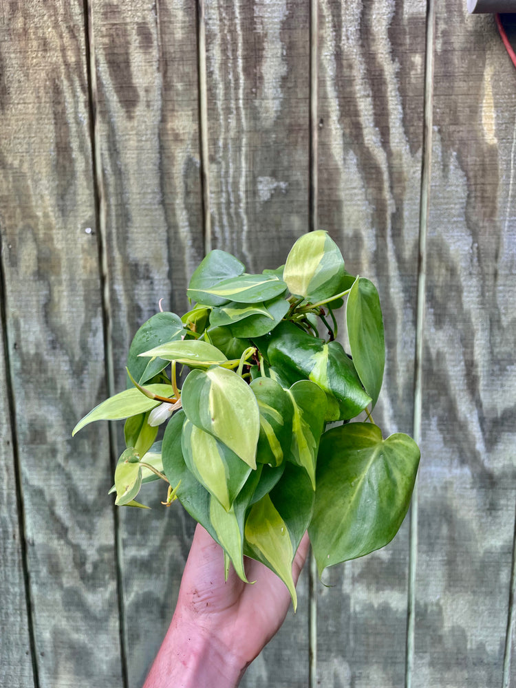 4” Philodendron Brazil