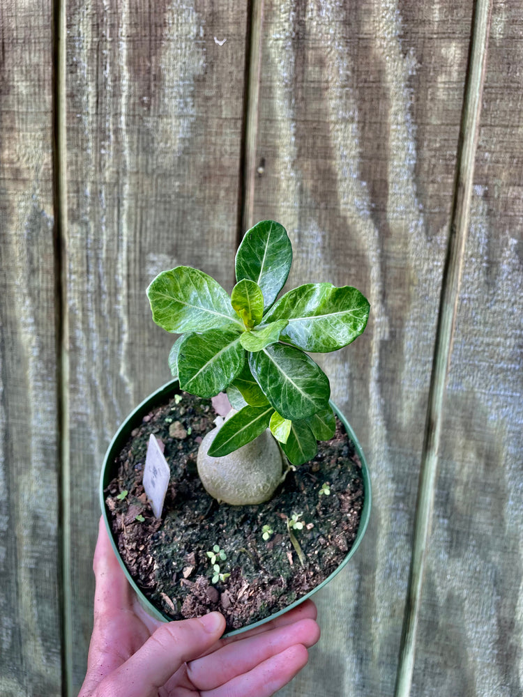 6” Variegated Desert Rose