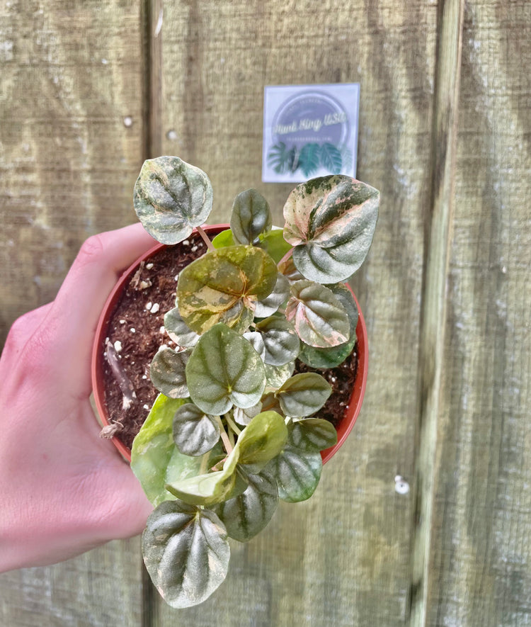 4” Pink Lady Peperomia