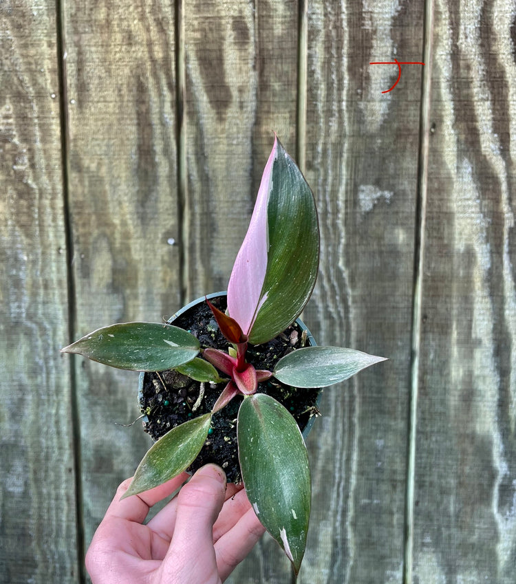 4” Pink Princess ‘J’