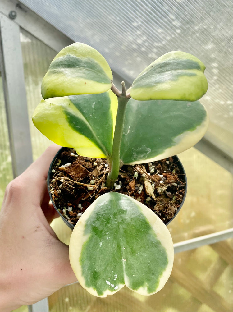4” Hoya Variegated Kerrii ‘B’- Succulent/Houseplant