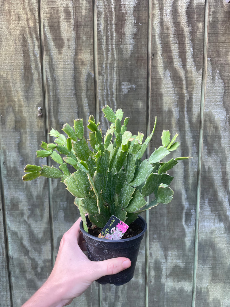 4” Holiday Cactus