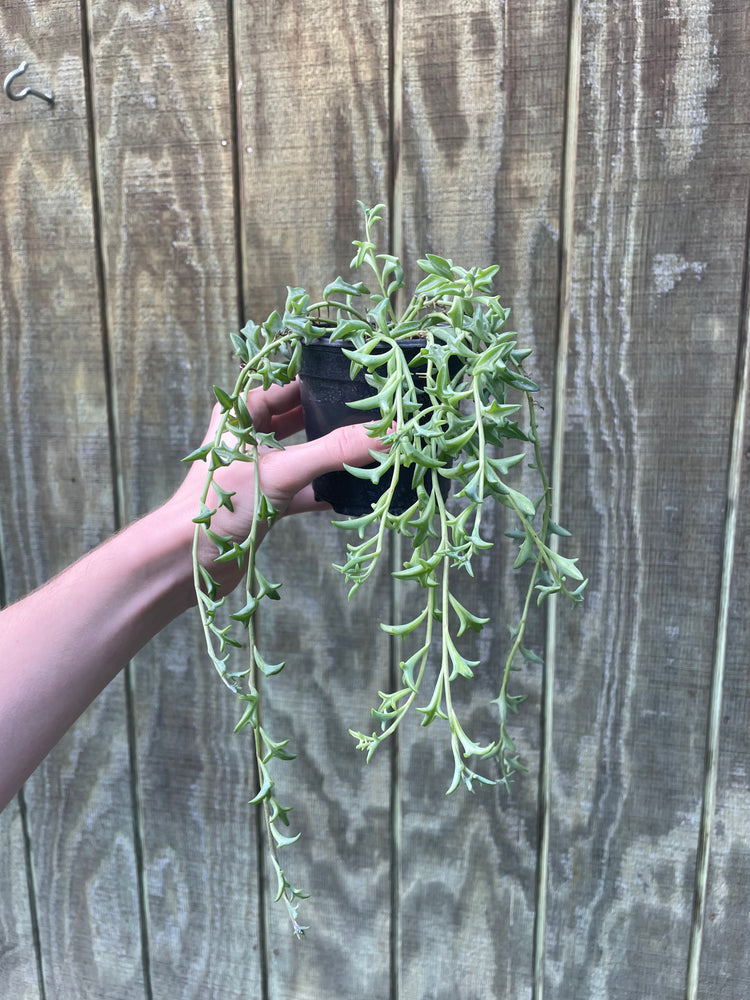 4” string of dolphins