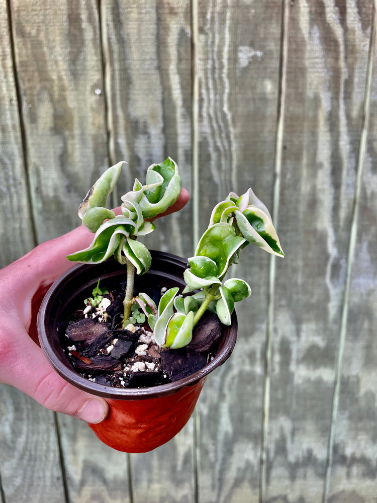 3” Variegated Hoya Compacta (Grower Choice)