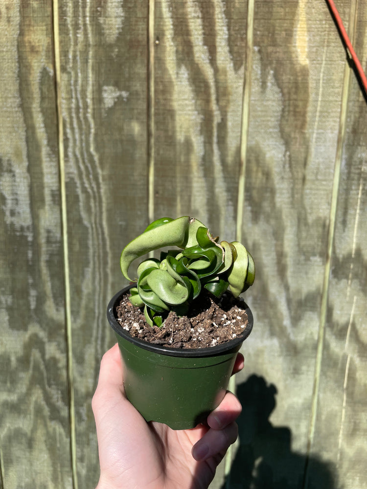 4” Hoya Compacta