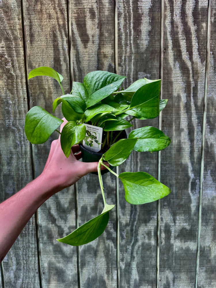 4” Jade Pothos