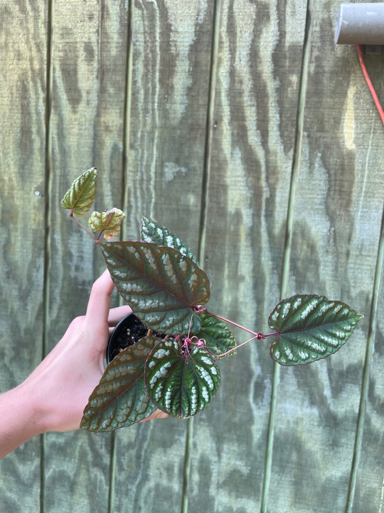 8”” Cissus Discolor