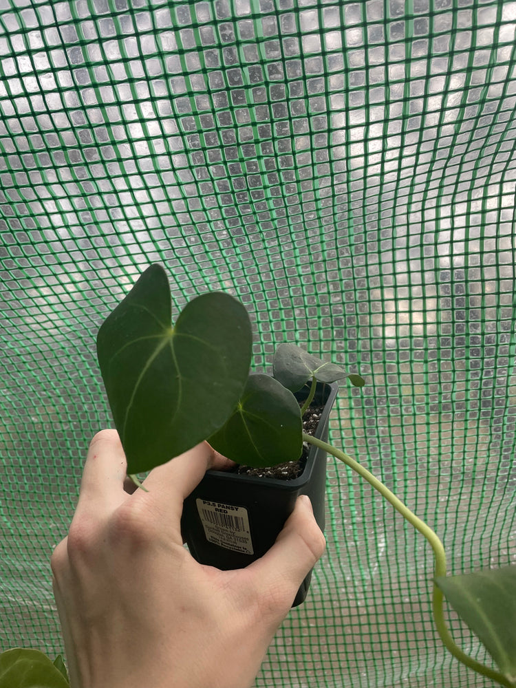 4” Anthurium Clarinervium