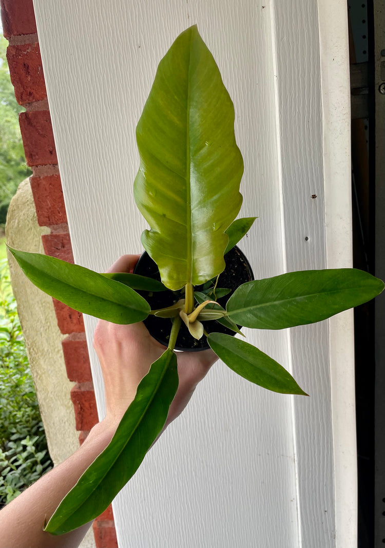 4” Philodendron Jungle Boogie - Houseplant