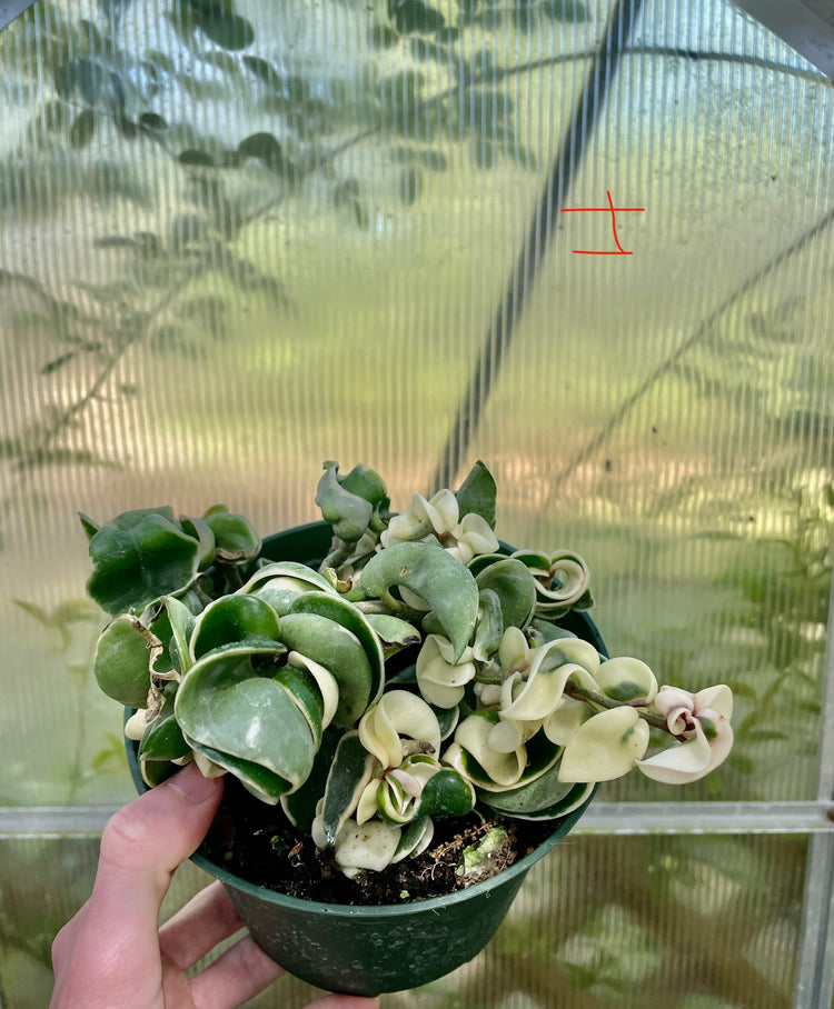 6” Variegated Compacta ‘I’